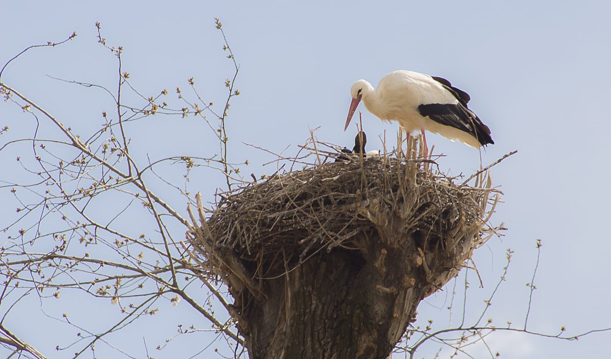 Oasi Naturalistica Dei Quadris Di Fagagna Visite E Messioni Viaggiamo