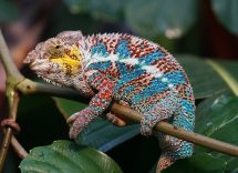 madagascar cosa vedere con i bambini