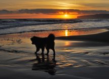 porto cesareo spiagge per cani