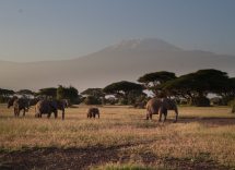 savana africana