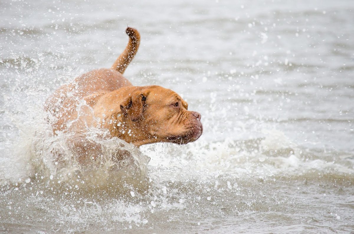 Liguria Spiagge Per Cani Ecco Dove Trovarle Viaggiamo