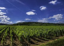 vigneti meursault cosa vedere