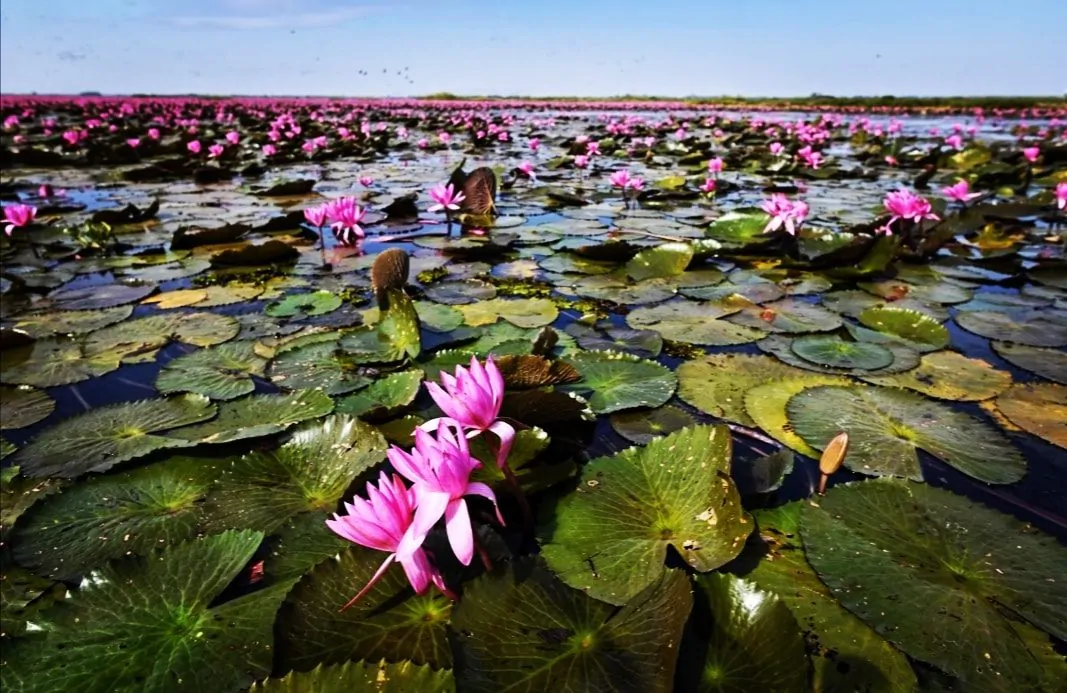 Thailandia: lago con i fiori di loto incanta i turisti