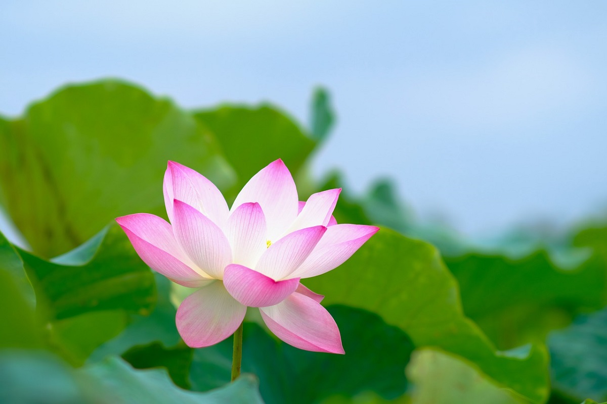 Raccolta dei fiori di loto in Vietnam: un'esperienza romantica