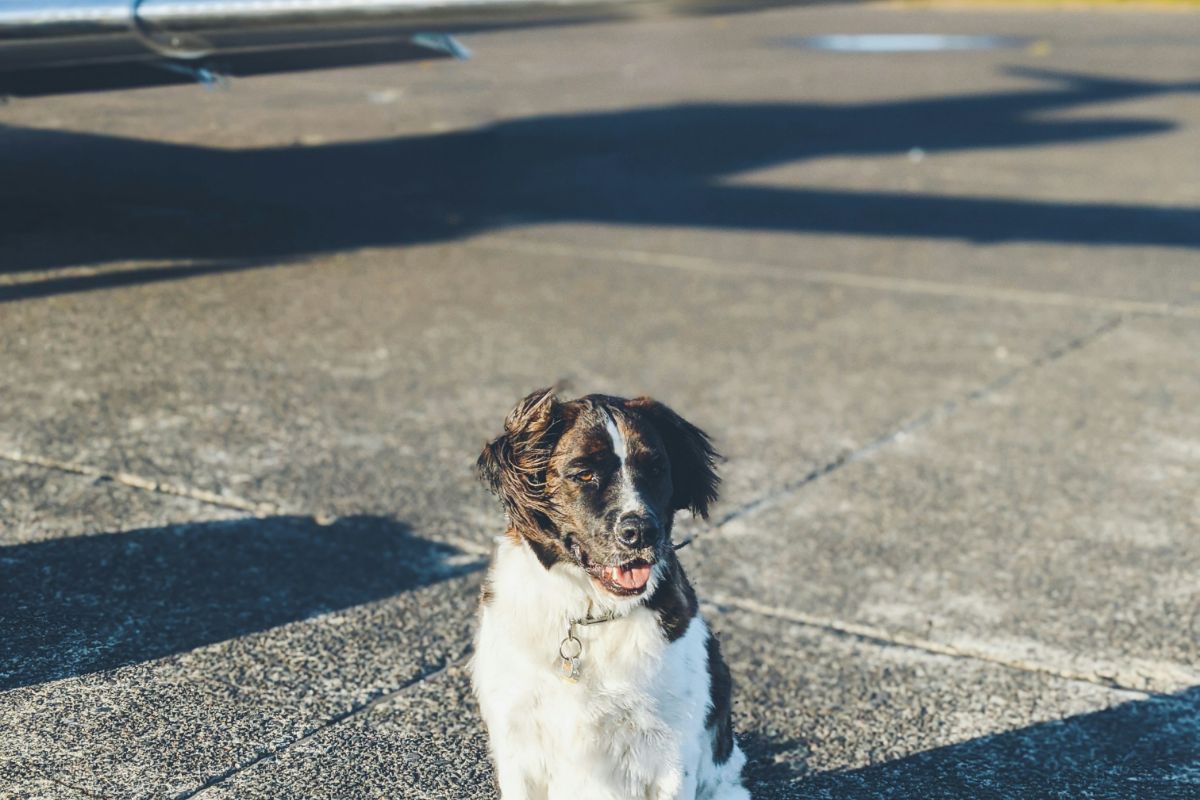 Cani e animali in aereo, regole e informazioni utili