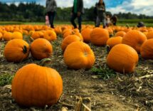 halloween, migliori campi di zucche in Italia