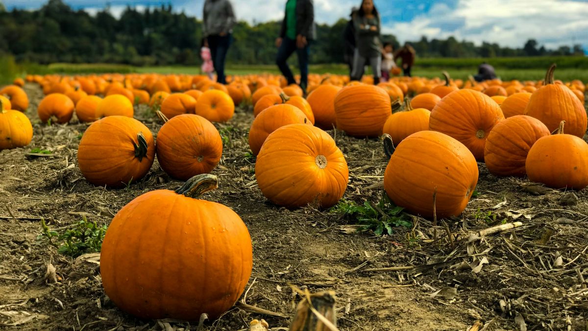 halloween, migliori campi di zucche in Italia