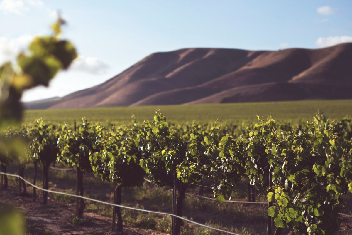 Vini dell'Alsazia, 5 cantine famose