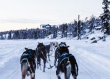 Sleddog, escursioni con cani da slitta in Italia