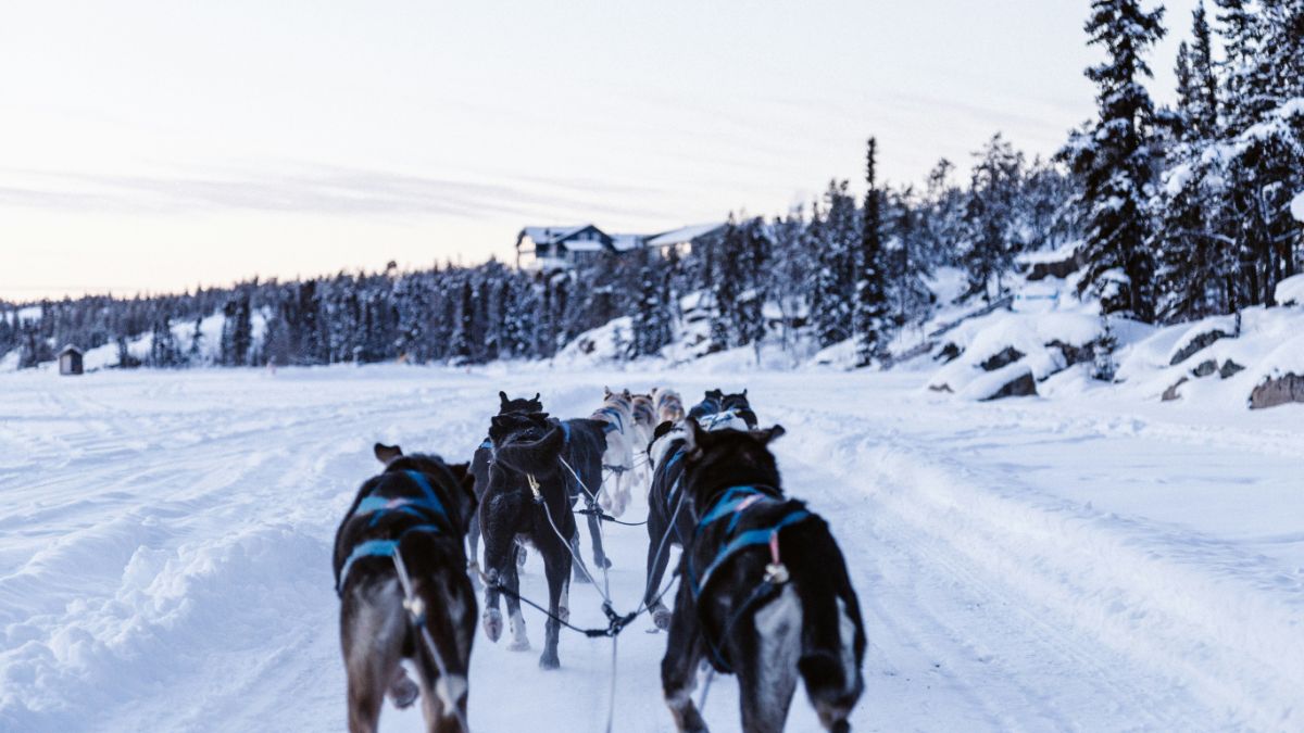 Sleddog, escursioni con cani da slitta in Italia